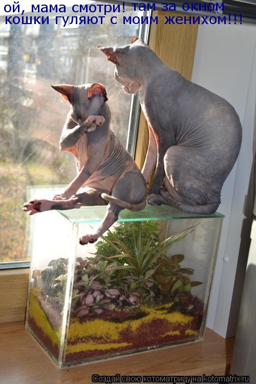 ой, мама смотри! там за окном кошки гуляют с моим женихом!!!... Котоматрица: ой, мама смотри! там за окном кошки гуляют с моим женихом!!!