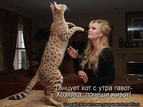 Танцует кот с утра гавот- Хозяйка, почеши живот!... Котоматрица: Танцует кот с утра гавот- Хозяйка, почеши живот!