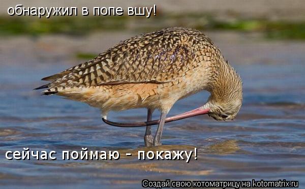 обнаружил в попе вшу! сейчас поймаю - покажу!... Котоматрица: обнаружил в попе вшу! сейчас поймаю - покажу!
