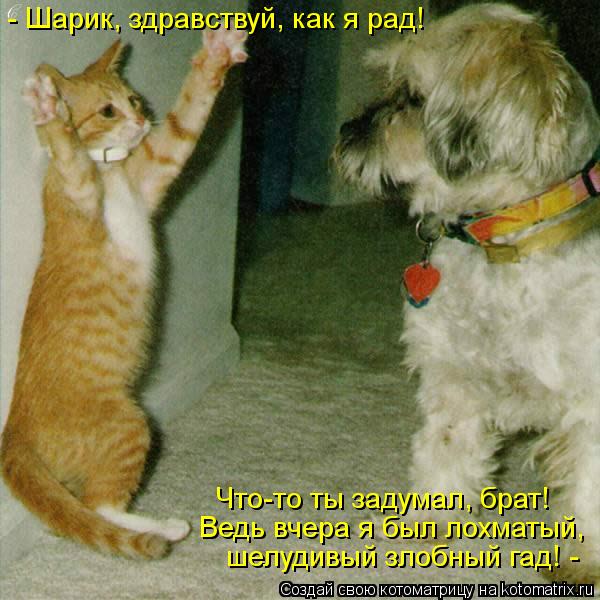 Котоматрица: - Шарик, здравствуй, как я рад! шелудивый злобный гад! - Ведь вчера я был лохматый, Что-то ты задумал, брат!