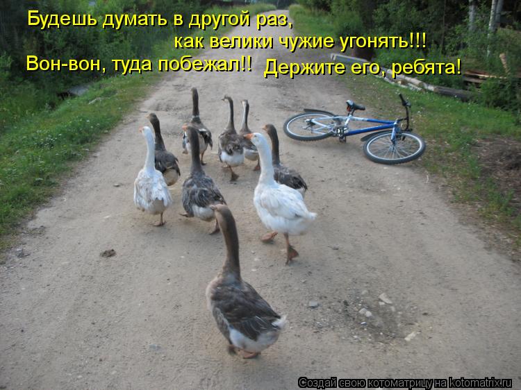 Будешь думать в другой раз, как велики чужие угонять!!! Вон-вон, туда побежал!! Держите его, ребята!... Котоматрица: Будешь думать в другой раз, как велики чужие угонять!!! Вон-вон, туда побежал!! Держите его, ребята!