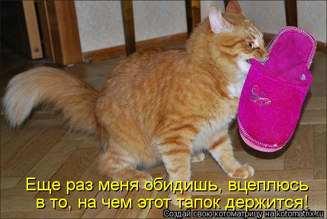 Еще раз меня обидишь, вцеплюсь в то, на чем этот тапок держится!... Котоматрица: Еще раз меня обидишь, вцеплюсь в то, на чем этот тапок держится!