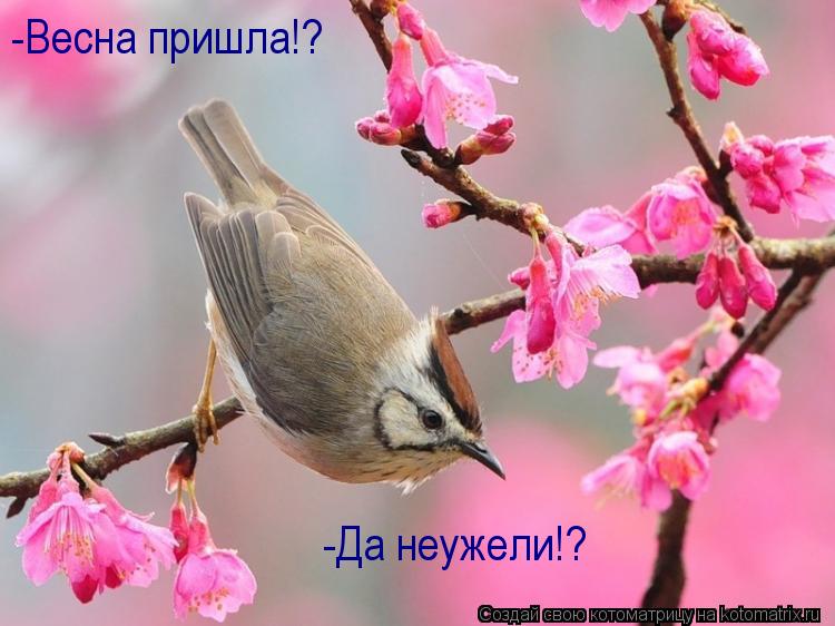 -Да неужели!? -Весна пришла!?... Котоматрица: -Да неужели!? -Весна пришла!?