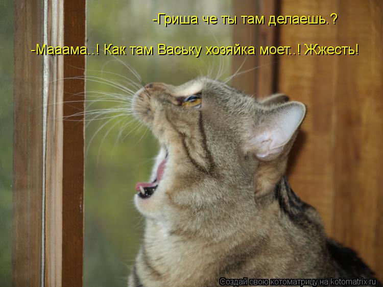 -Гриша че ты там делаешь.? -Мааама..! Как там Ваську хозяйка моет..! Жжесть!... Котоматрица: -Гриша че ты там делаешь.? -Мааама..! Как там Ваську хозяйка моет..! Жжесть!