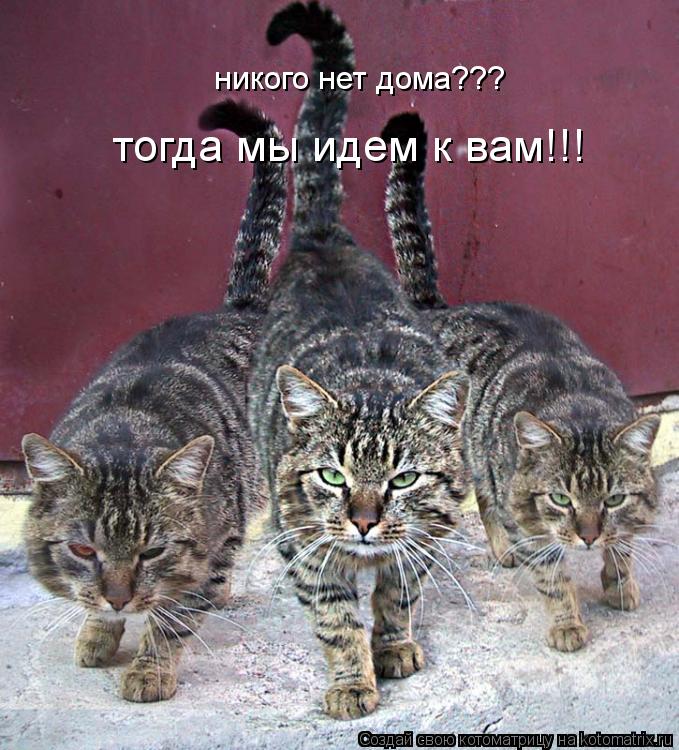 никого нет дома??? тогда мы идем к вам!!!... Котоматрица: никого нет дома??? тогда мы идем к вам!!!