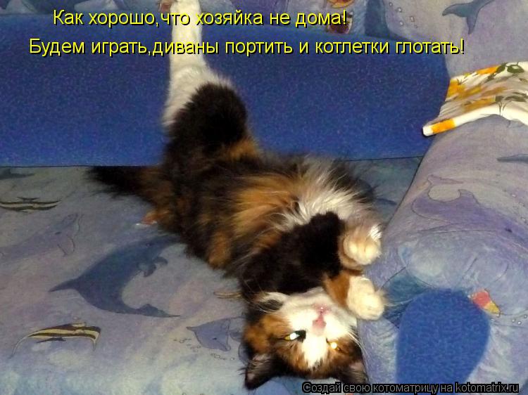 Как хорошо,что хозяйка не дома! Будем играть,диваны портить и котлетки глотать!... Котоматрица: Как хорошо,что хозяйка не дома! Будем играть,диваны портить и котлетки глотать!