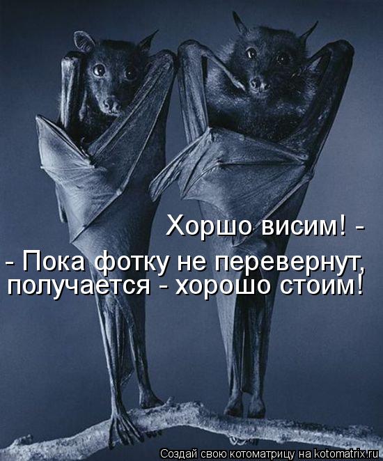 получается - хорошо стоим! Хоршо висим! - - Пока фотку не перевернут,... Котоматрица: получается - хорошо стоим! Хоршо висим! - - Пока фотку не перевернут,