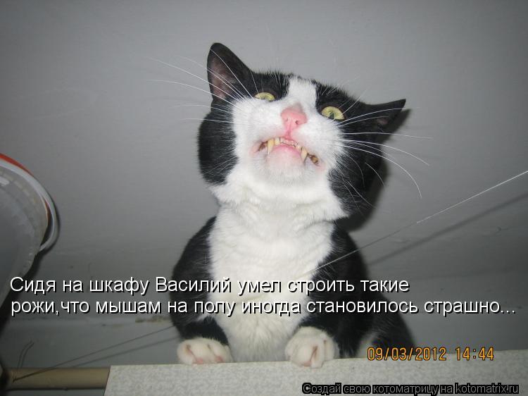 рожи,что мышам на полу иногда становилось страшно... Сидя на шкафу Василий умел строить такие... Котоматрица: рожи,что мышам на полу иногда становилось страшно... Сидя на шкафу Василий умел строить такие