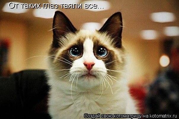 От таких глаз таяли все... От таких глаз таяли все...... Котоматрица: От таких глаз таяли все... От таких глаз таяли все...