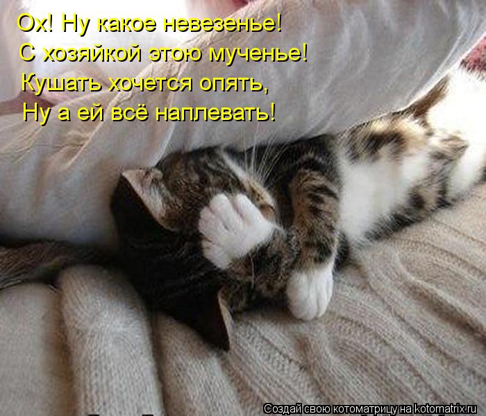 Ох! Ну какое невезенье! С хозяйкой этою мученье! Кушать хочется опять, Ну а ей всё наплевать!... Котоматрица: Ох! Ну какое невезенье! С хозяйкой этою мученье! Кушать хочется опять, Ну а ей всё наплевать!