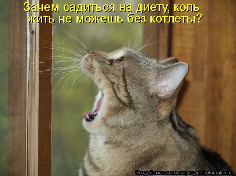 Зачем садиться на диету, коль жить не можешь без котлеты?... Котоматрица: Зачем садиться на диету, коль жить не можешь без котлеты?