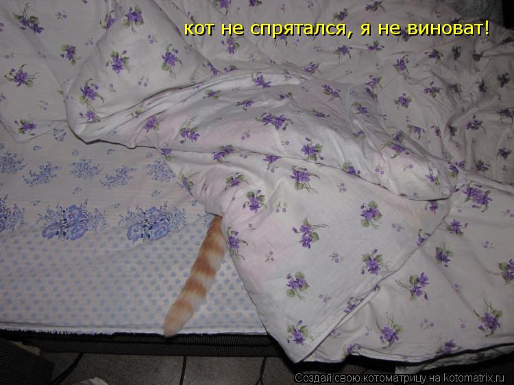 кот не спрятался, я не виноват!... Котоматрица: кот не спрятался, я не виноват!