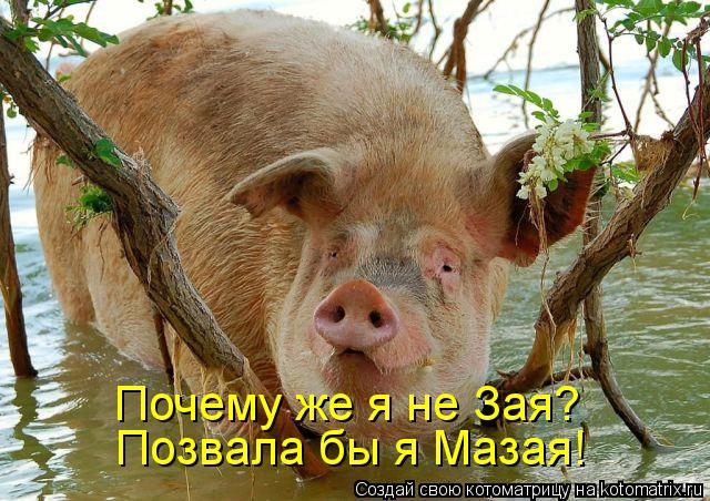 Почему же я не Зая? Позвала бы я Мазая!... Котоматрица: Почему же я не Зая? Позвала бы я Мазая!