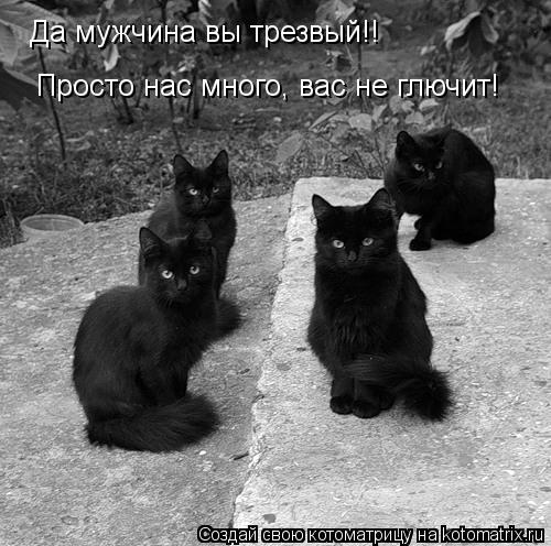 Котоматрица: Да мужчина вы трезвый!! Просто нас много, вас не глючит!