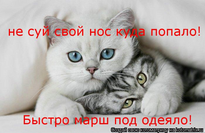 Котоматрица: не суй свой нос куда попало! Быстро марш под одеяло!  Быстро марш под одеяло!