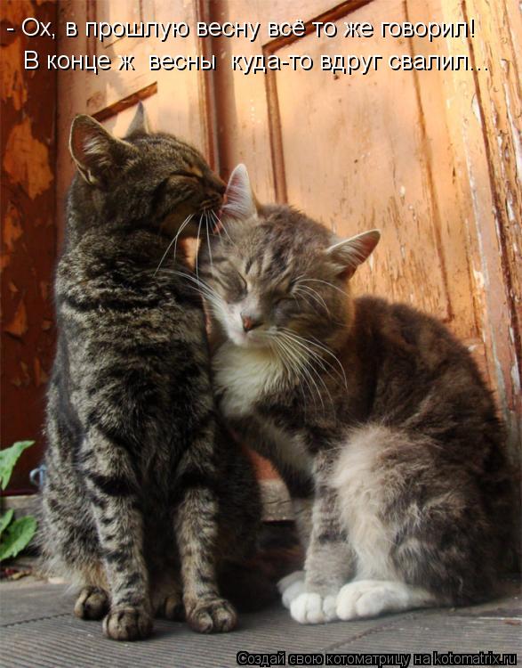 Котоматрица: - Ох, в прошлую весну всё то же говорил! В конце ж  весны  куда-то вдруг свалил...