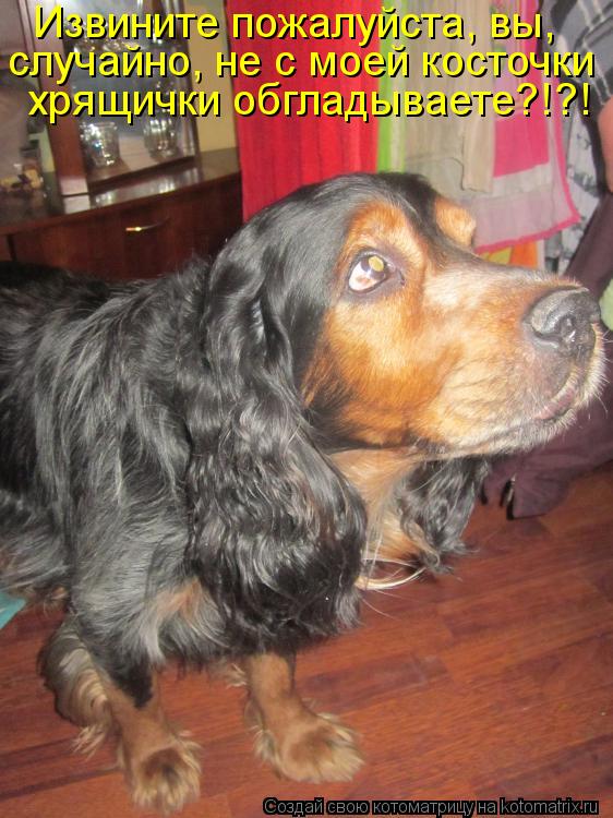 Котоматрица: Извините пожалуйста, вы,  случайно, не с моей косточки хрящички обгладываете?!?!