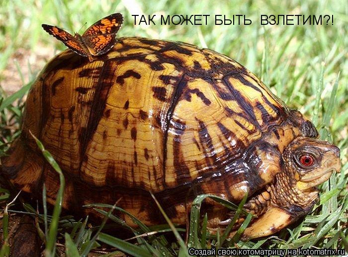 Котоматрица: ТАК МОЖЕТ БЫТЬ  ВЗЛЕТИМ?!