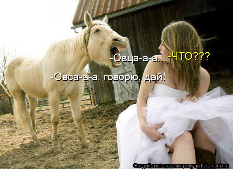 -ЧТО??? -Овса-а-а, говорю, дай! -Овца-а-а...... Котоматрица: -ЧТО??? -Овса-а-а, говорю, дай! -Овца-а-а...