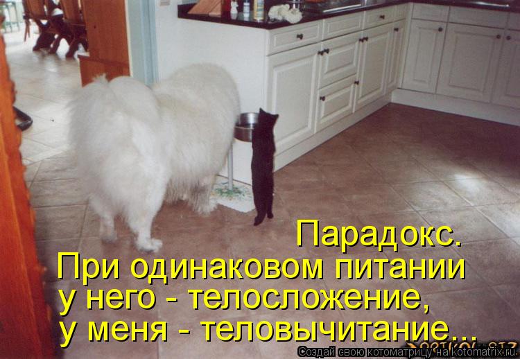При одинаковом питании у него - телосложение, у меня - теловычитание... Парадокс.... Котоматрица: При одинаковом питании у него - телосложение, у меня - теловычитание... Парадокс.