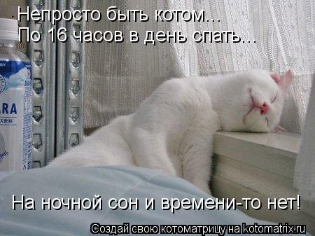 Котоматрица: Непросто быть котом... По 16 часов в день спать... На ночной сон и времени-то нет!