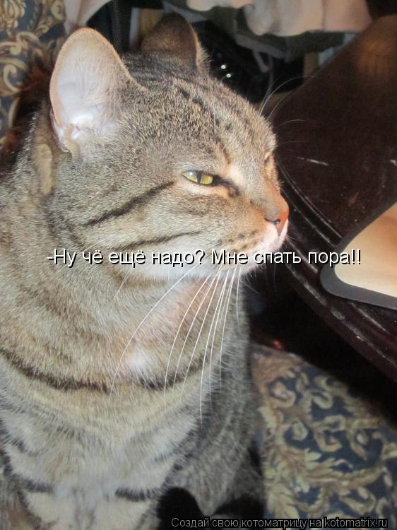 Котоматрица: -Ну чё ещё надо? Мне спать пора!!