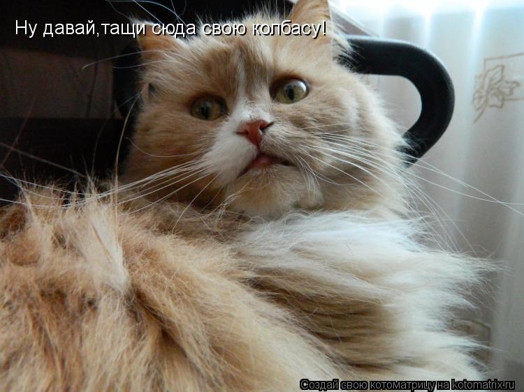 Котоматрица: Ну давай,тащи сюда свою колбасу!