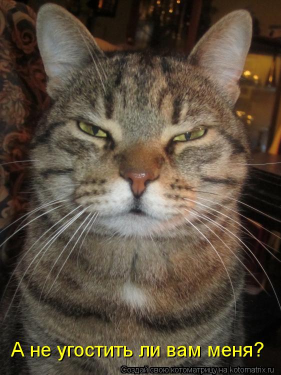 А не угостить ли вам меня?... Котоматрица: А не угостить ли вам меня?