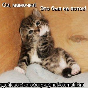 Котоматрица: Ой, мамочки! Это был не лоток!