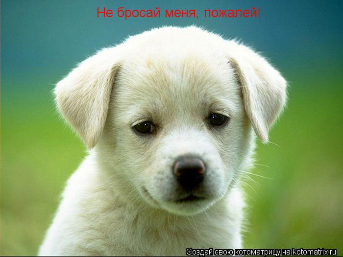 Котоматрица: Не бросай меня, пожалей!