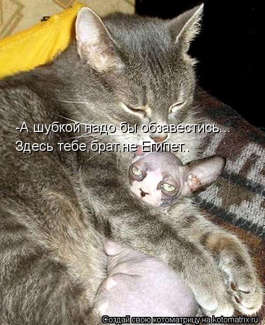 Котоматрица: -А шубкой надо бы обзавестись... Здесь тебе,брат,не Египет..