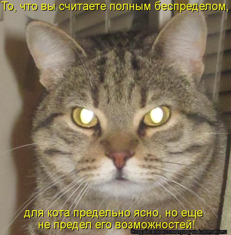 Котоматрица: То, что вы считаете полным беспределом, для кота предельно ясно, но еще  не предел его возможностей!