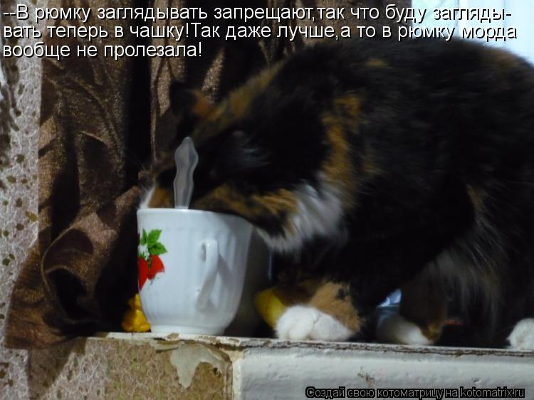 Котоматрица: --В рюмку заглядывать запрещают,так что буду загляды- вать теперь в чашку!Так даже лучше,а то в рюмку морда вообще не пролезала!