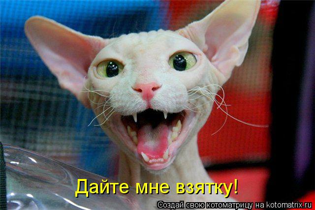 Дайте мне взятку!... Котоматрица: Дайте мне взятку!
