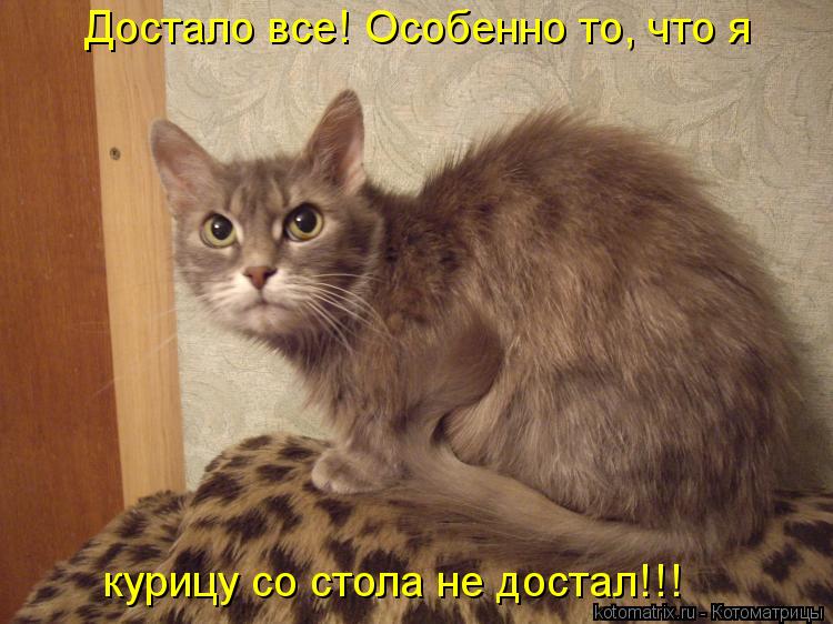 курицу со стола не достал!!! Достало все! Особенно то, что я... Котоматрица: курицу со стола не достал!!! Достало все! Особенно то, что я