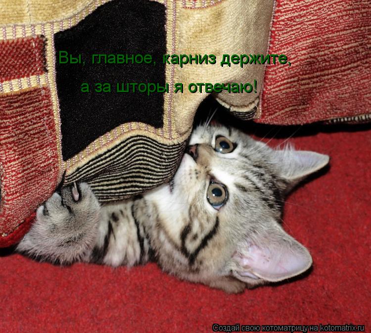 Котоматрица: а за шторы я отвечаю! Вы, главное, карниз держите, Вы, главное, карниз держите,