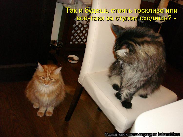 Котоматрица: все-таки за стулом сходишь? - Так и будешь стоять тоскливо или