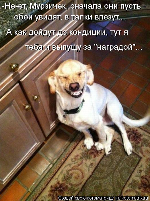 -Не-ет, Мурзичек, сначала они пусть обои увидят, в тапки влезут... А как дойдут до кондиции, тут я ... Котоматрица: -Не-ет, Мурзичек, сначала они пусть обои увидят, в тапки влезут... А как дойдут до кондиции, тут я тебя и выпущу за "наградой"...