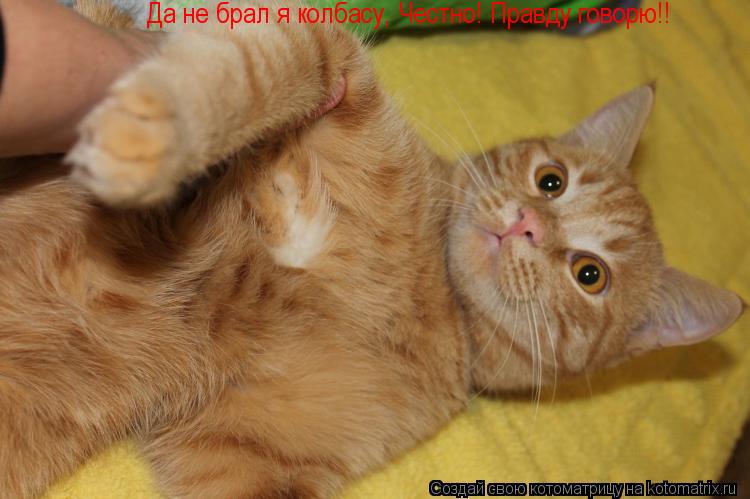Да не брал я колбасу, Честно! Правду говорю!!... Котоматрица: Да не брал я колбасу, Честно! Правду говорю!!