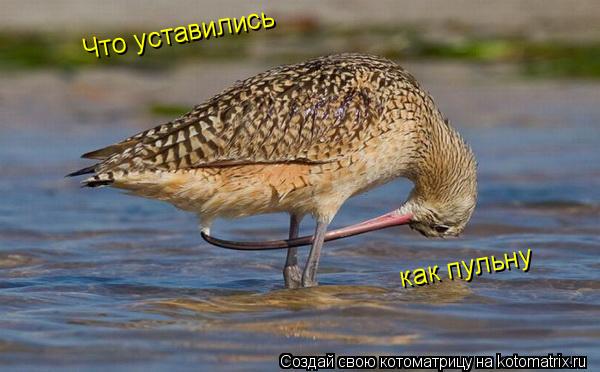 Что уставились как пульну... Котоматрица: Что уставились как пульну