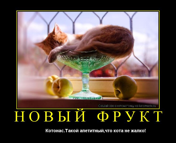 Новый фрукт Котонас.Такой апетитный,что кота не жалко!... Котоматрица: Новый фрукт Котонас.Такой апетитный,что кота не жалко!