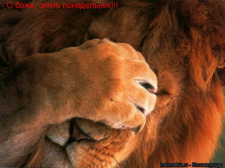 - О боже, опять понедельник!!!... Котоматрица: - О боже, опять понедельник!!!