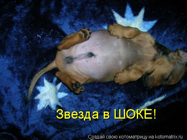 Звезда в ШОКЕ!... Котоматрица: Звезда в ШОКЕ!