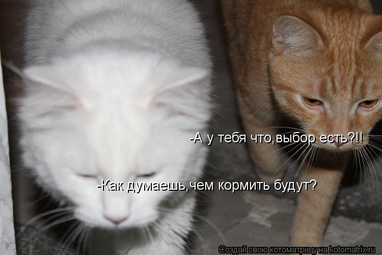 -Как думаешь,чем кормить будут? -А у тебя что,выбор есть?!!... Котоматрица: -Как думаешь,чем кормить будут? -А у тебя что,выбор есть?!!
