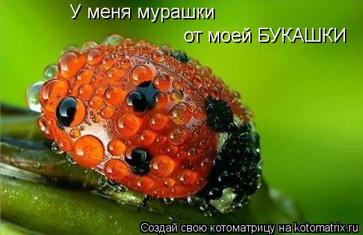 У меня мурашки от моей БУКАШКИ... Котоматрица: У меня мурашки от моей БУКАШКИ
