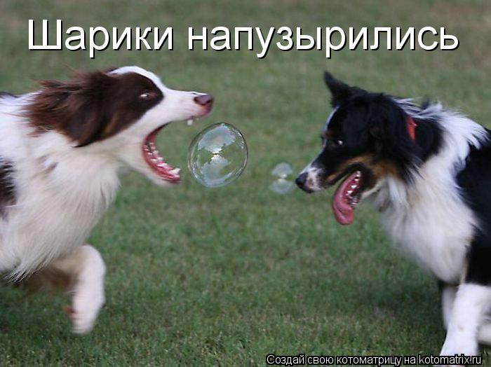 Шарики напузырились... Котоматрица: Шарики напузырились