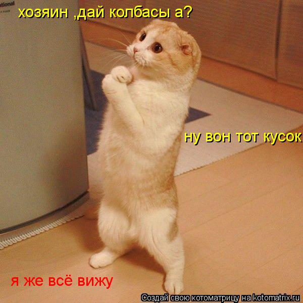 хозяин ,дай колбасы а? ну вон тот кусок ну вон тот кусок я же всё вижу... Котоматрица: хозяин ,дай колбасы а? ну вон тот кусок ну вон тот кусок я же всё вижу