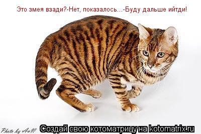 Это змея взади?-Нет, показалось...-Буду дальше ийтди!... Котоматрица: Это змея взади?-Нет, показалось...-Буду дальше ийтди!