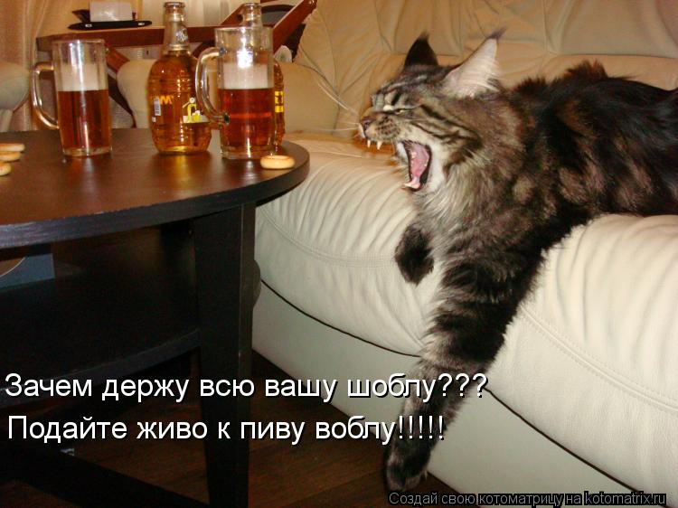 Зачем держу всю вашу шоблу??? Подайте живо к пиву воблу!!!!!... Котоматрица: Зачем держу всю вашу шоблу??? Подайте живо к пиву воблу!!!!!