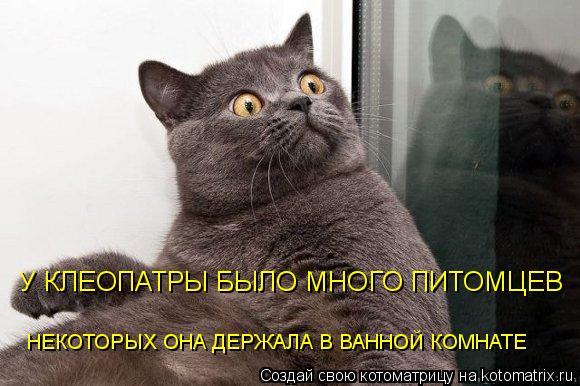 У КЛЕОПАТРЫ БЫЛО МНОГО ПИТОМЦЕВ НЕКОТОРЫХ ОНА ДЕРЖАЛА В ВАННОЙ КОМНАТЕ... Котоматрица: У КЛЕОПАТРЫ БЫЛО МНОГО ПИТОМЦЕВ НЕКОТОРЫХ ОНА ДЕРЖАЛА В ВАННОЙ КОМНАТЕ
